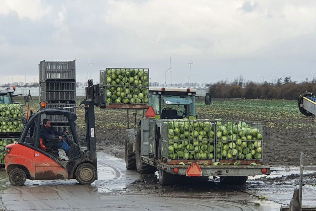 Laden van bakken wittekool op een perceel. - Foto: Jeroen Verheul