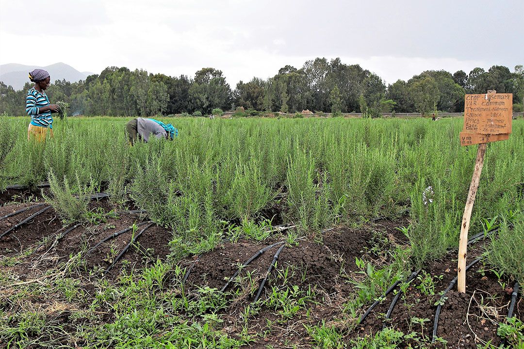 Kruidenteelt op het Ethiopische bedrijf Jittu Horticulture. – Foto: Ton van der Scheer