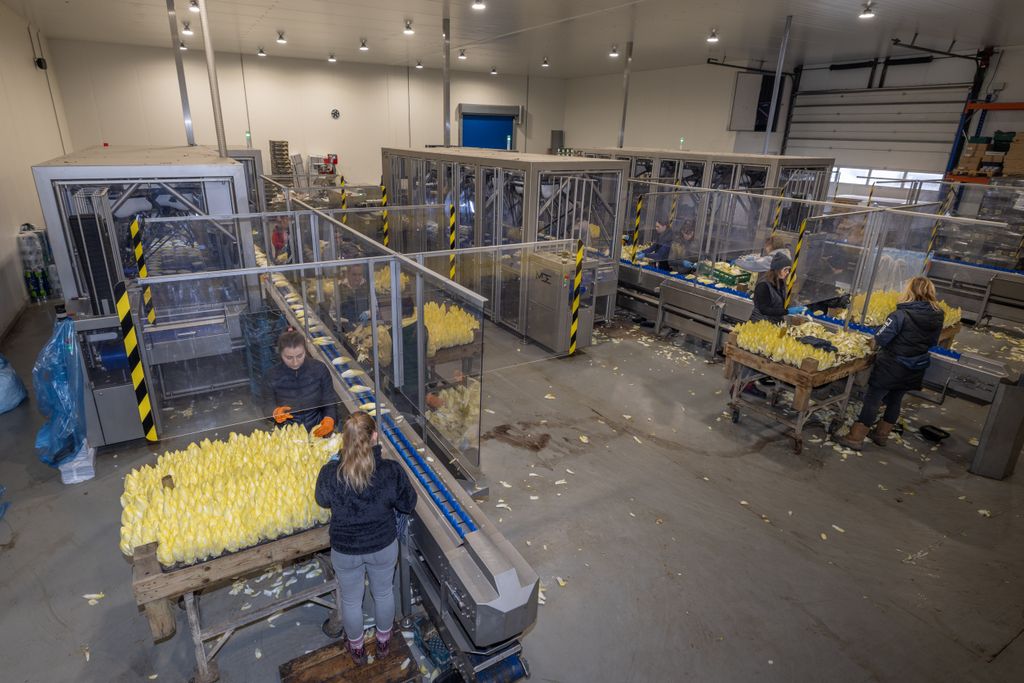 Over het algemeen vallen de producties bij Reijnlof mee, maar ze zijn wel lager dan normaal. – Foto: Peter Roek