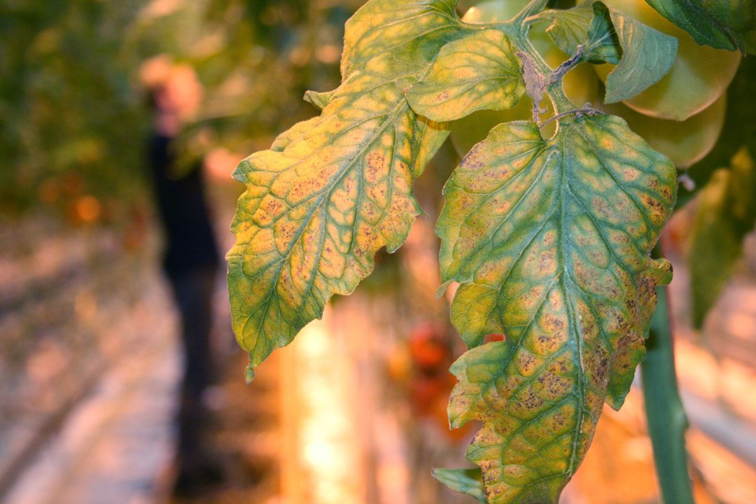 Tomatengewas met symptomen van ToCV. - Foto: GFH