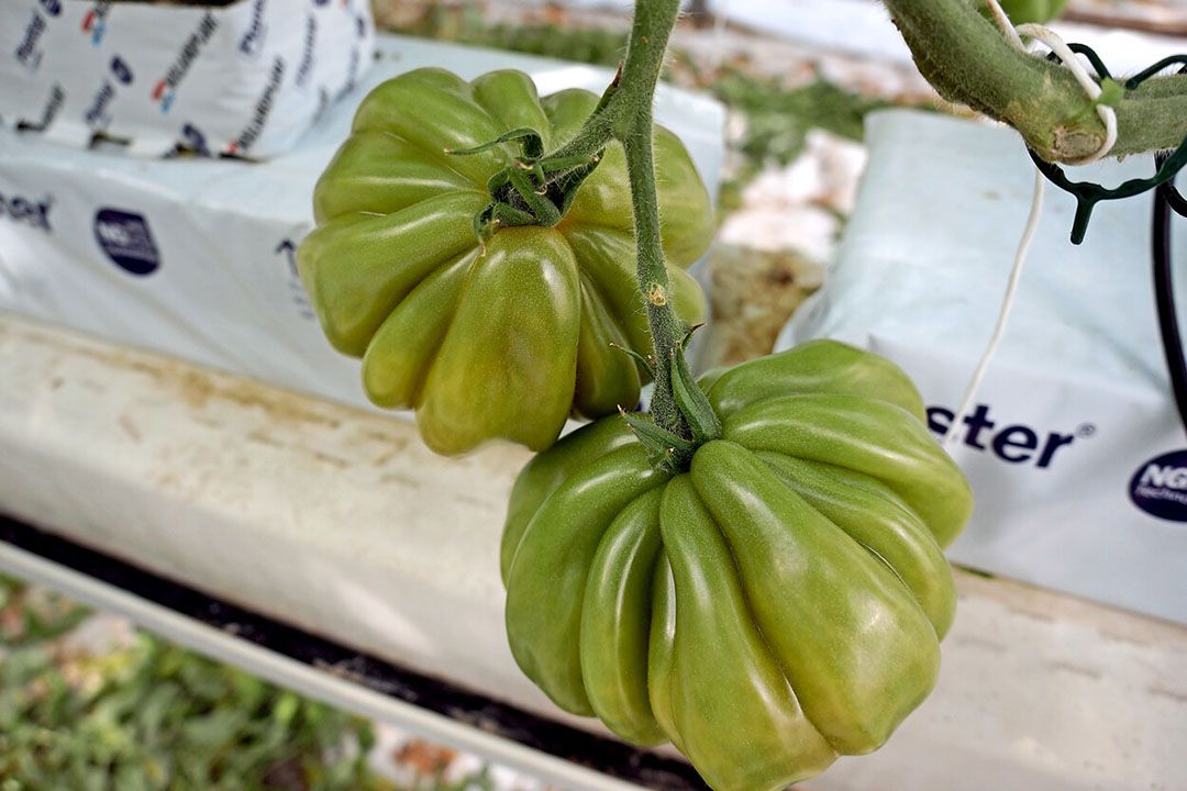 Coer de Boeuf, BelOrta is de grootste producent in de Benelux. - Foto: Gerard Boonekamp