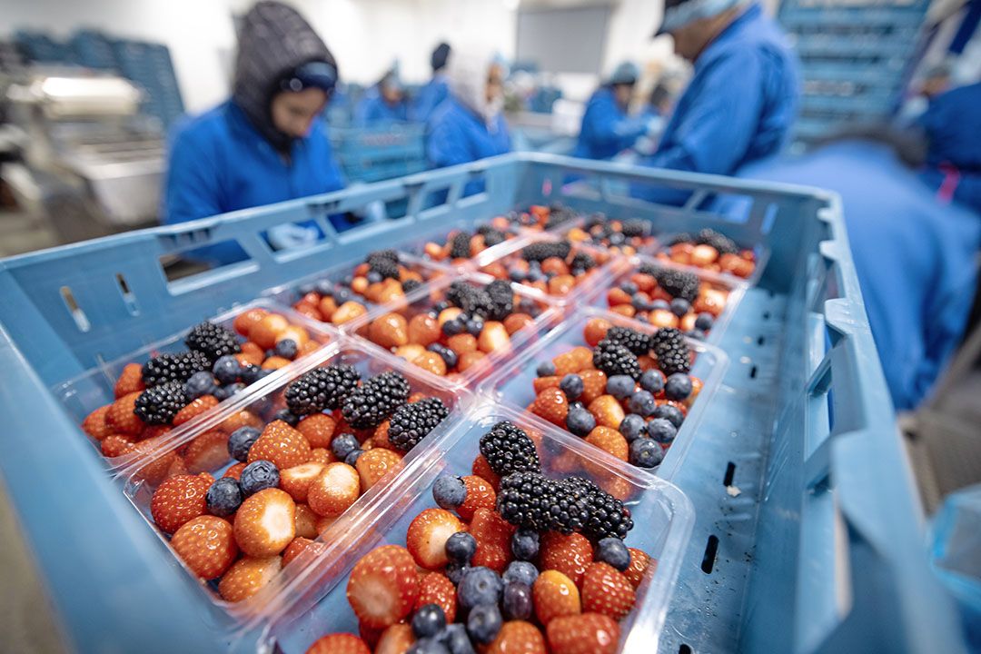 Ook al zouden er diverse residuen op fruit of groente zitten, dan nog kleeft aan dat zogeheten cocktaileffect in Nederland geen gezondheidsrisico. - Foto: Peter Roek