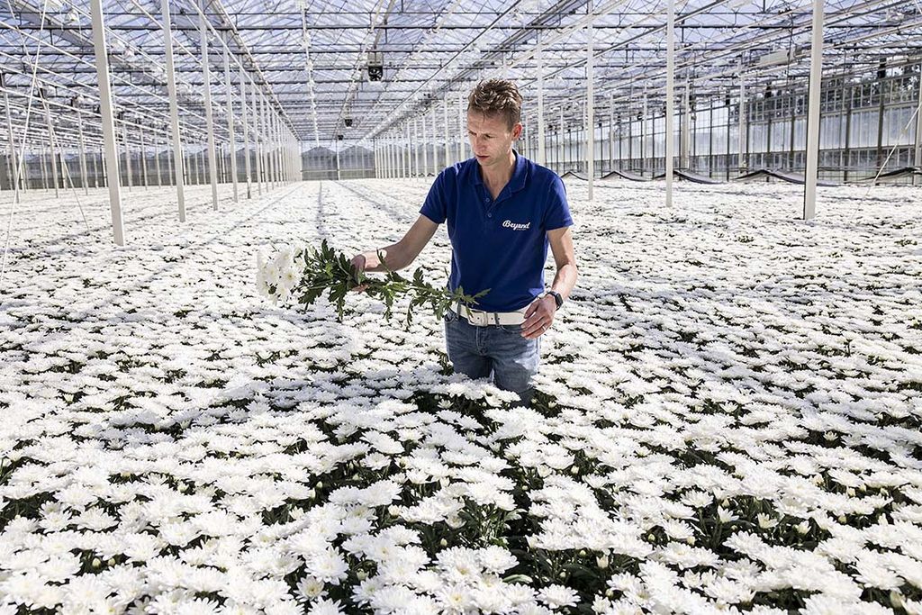 De Westlandse chrysantenteler Wouter Duijvesteijn deed 15 jaar geleden al media-ervaring op met zijn vlogserie Effe Tuinen op lokale omroep WOS. - Foto: ANP