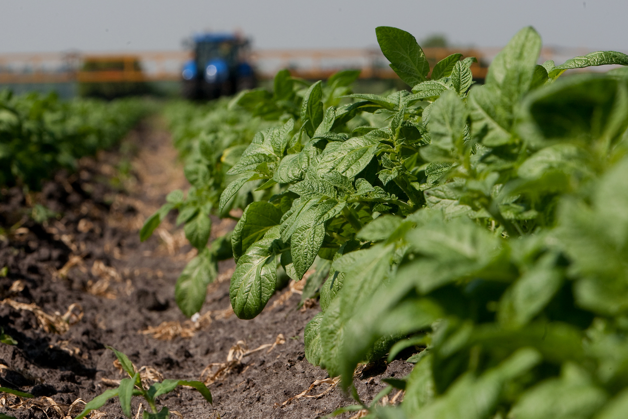 Om de gewassen gezond te houden, spoten biologische aardappeltelers regelmatig met koper tegen phytophthora - Foto: Ronald Hissink