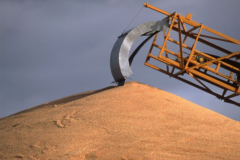 Het aandeel van Australië in de wereldwijde tarwe-export zal dit seizoen mogelijk toenemen tot 12%. Foto: Canva