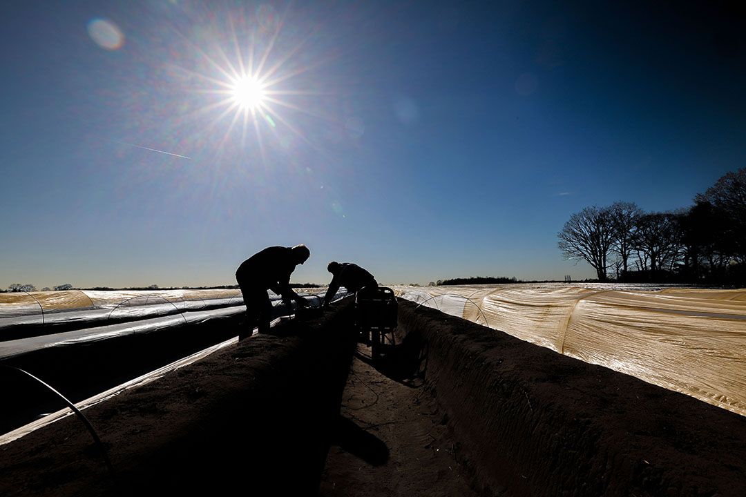 Probleemloos asperges steken. - Foto: Bert Jansen