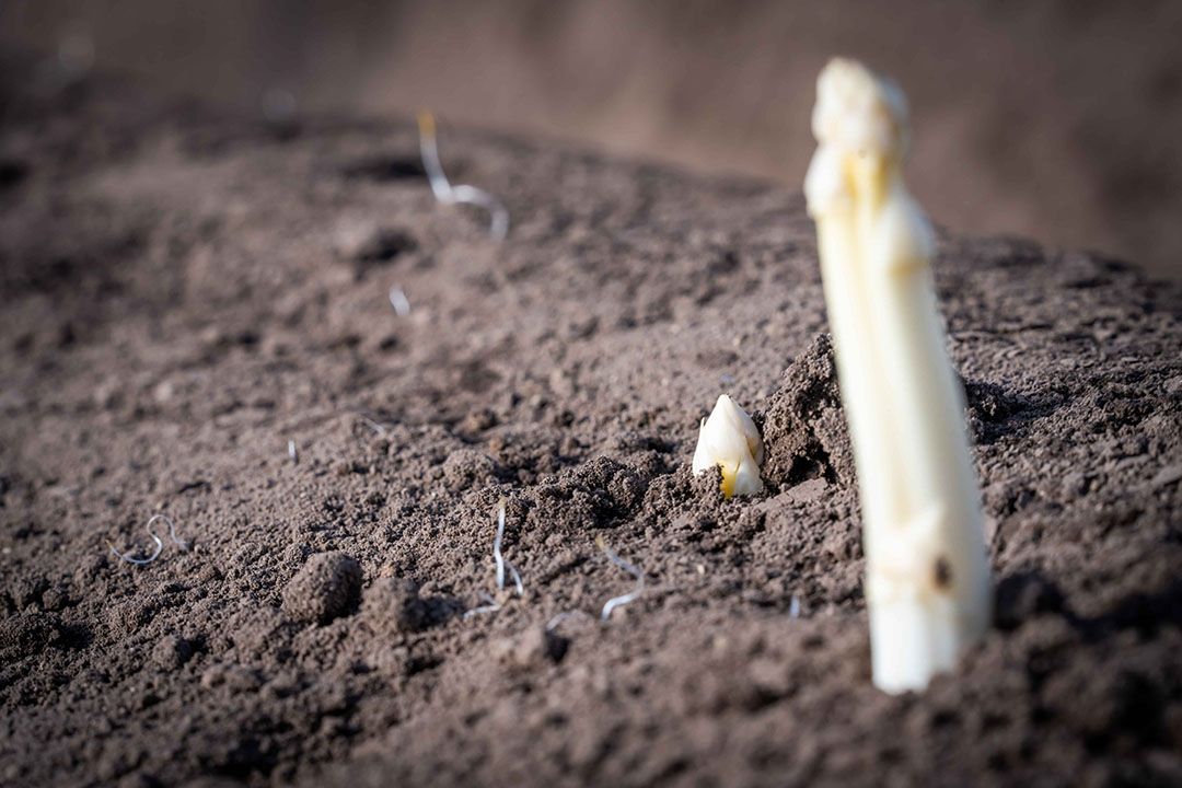 In Nederland valt onder andere Brabantse Wal Asperges onder de beschermde oorsprong.  - Foto: Bert Jansen