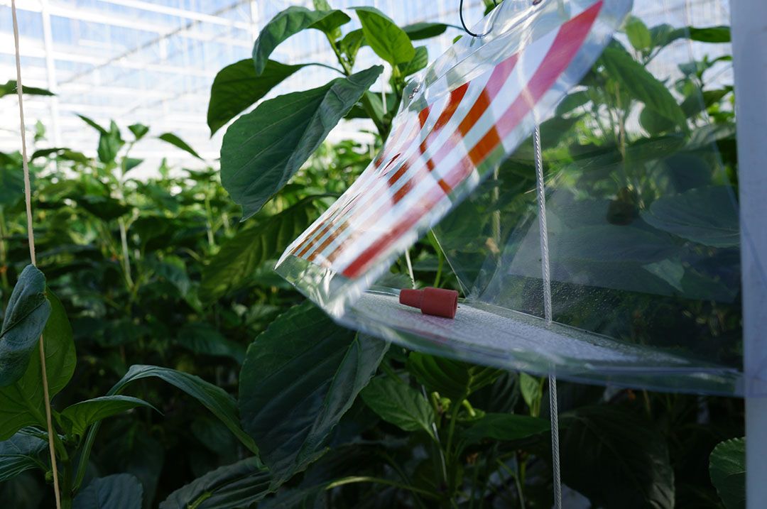 Monitoring Afrikaanse fruitmot in kassen. Foto: Gerard Boonekamp