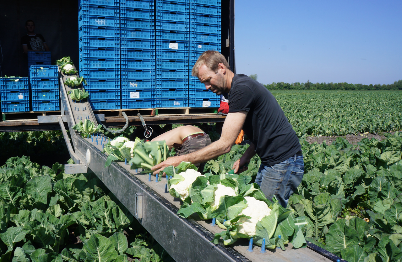 Doorgaan met proeven met trayplanten bloemkool