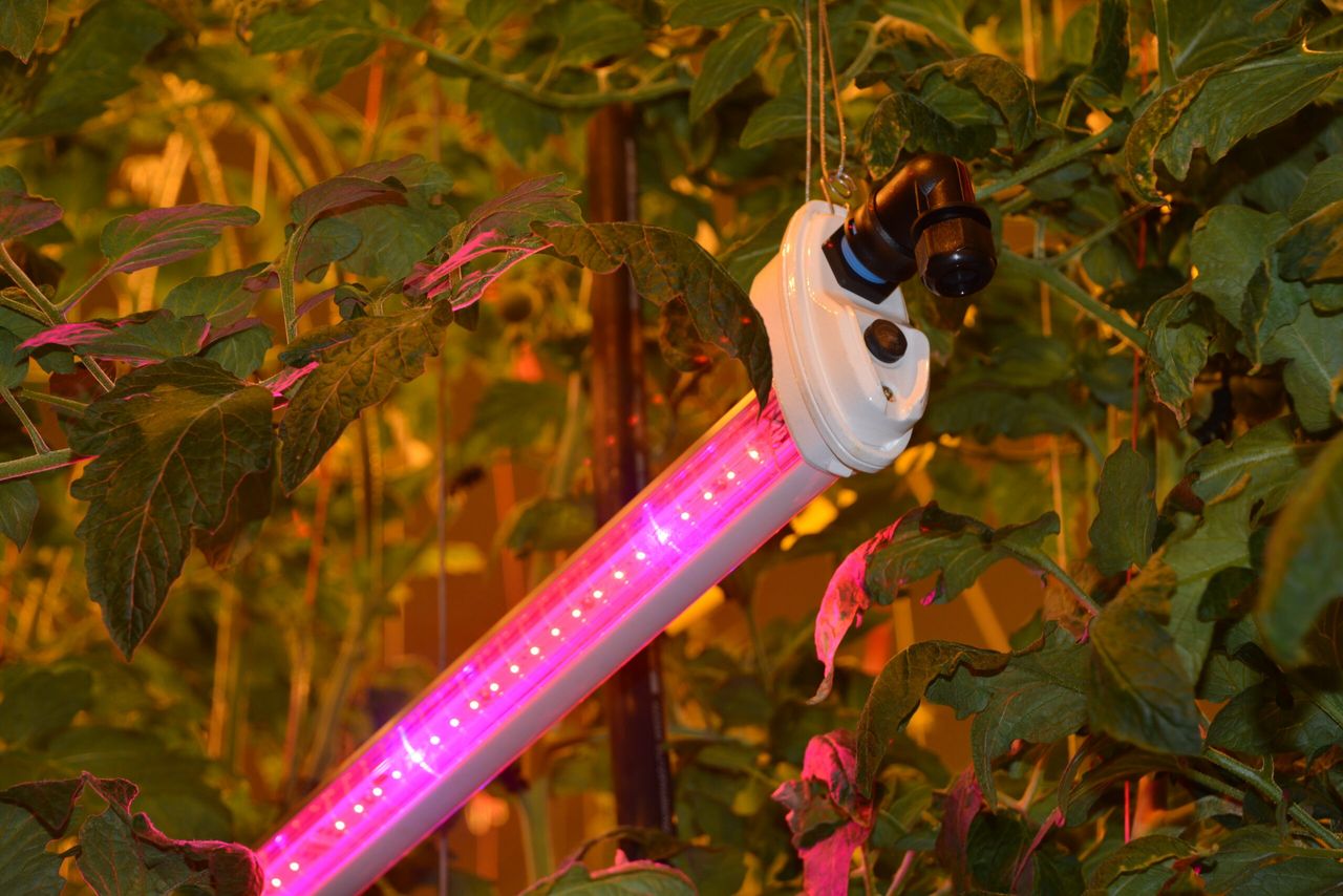 Tussenbelichting verbetert de lichtverdeling over het totale bladerpakket. - Foto: Peter Visser