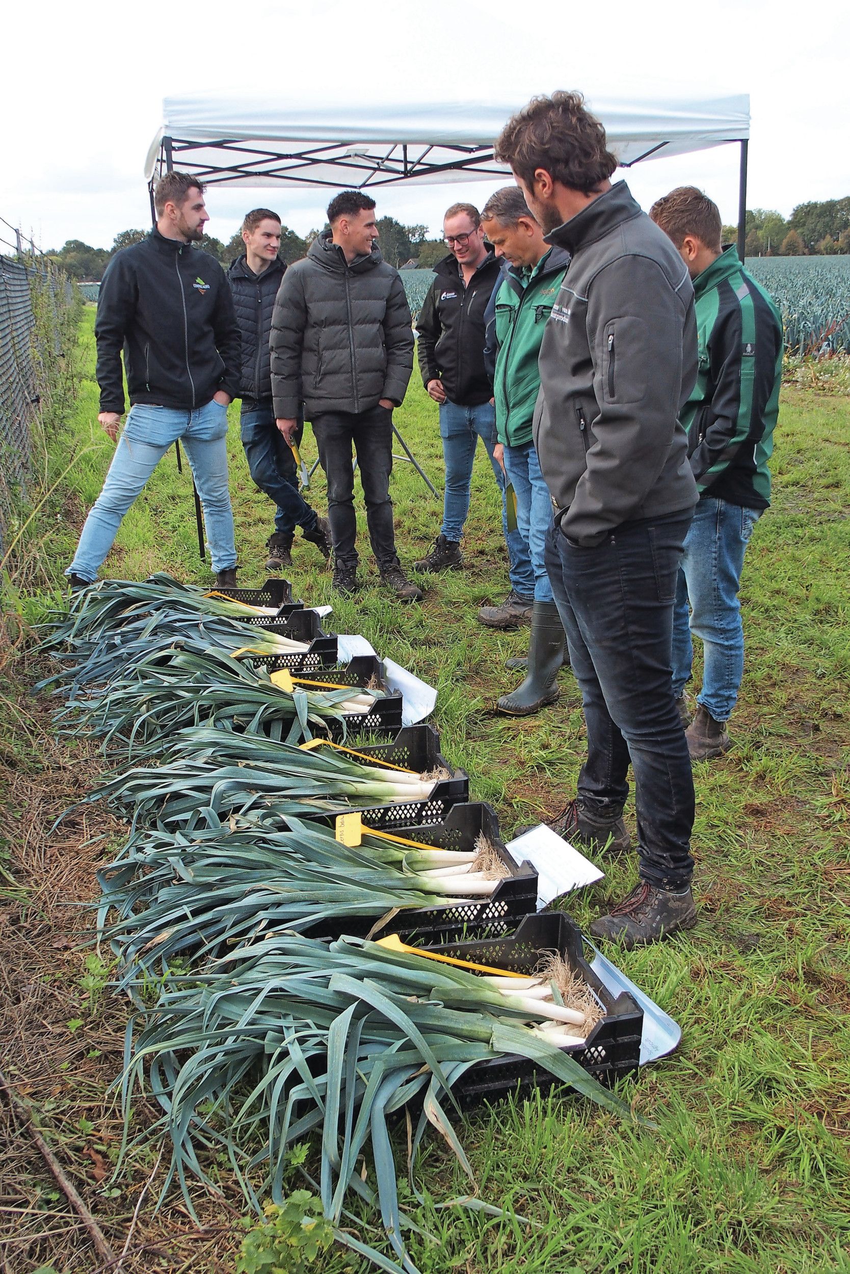 De invloed van preirassen op het al dan niet optreden van trips blijkt groter dan de in de proef van Compas Agro liggende behandelingen.