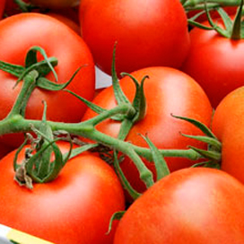 Tomatenprijs duikt naar dieptepunt