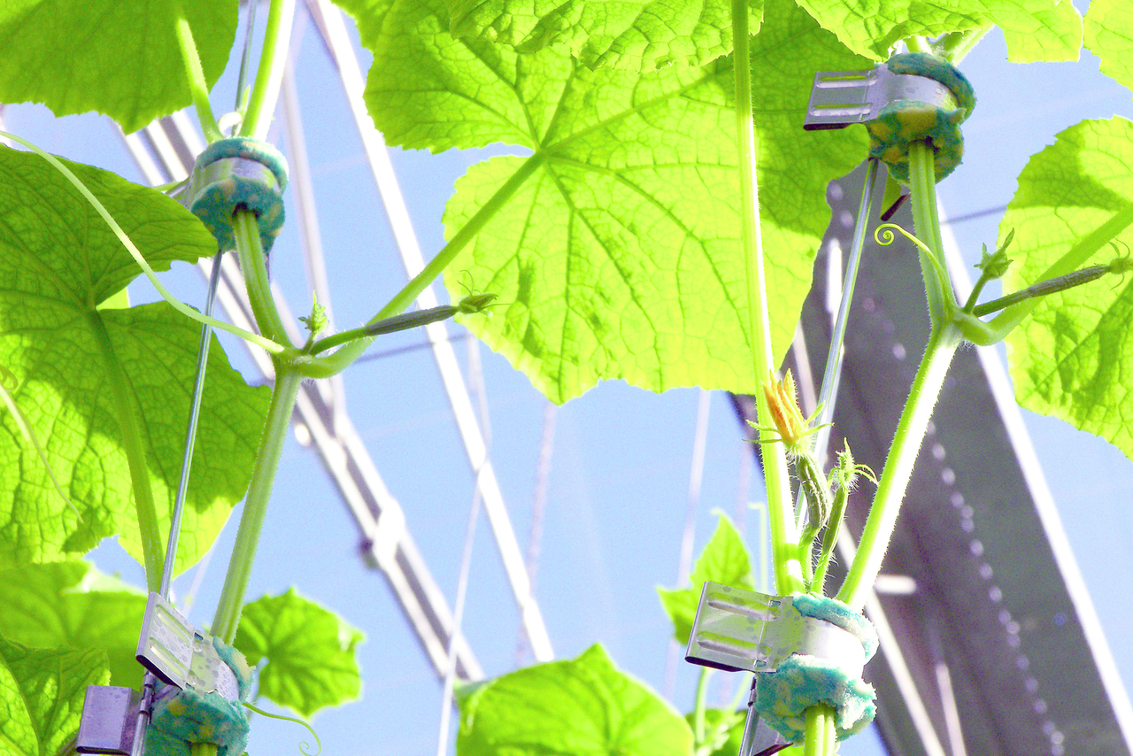 &apos;Tegen trend in iets vroeger komkommers planten&apos;