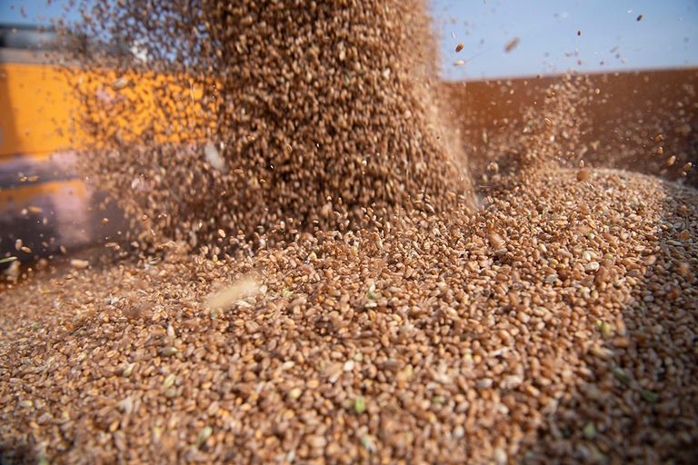 Oogst van tarwe. Minder tarwe en meer voeder- en oliegewassen telen om tekorten door de oorlog in Oekraïne op te vangen, gaat niet zomaar. - Foto: Mark Pasveer