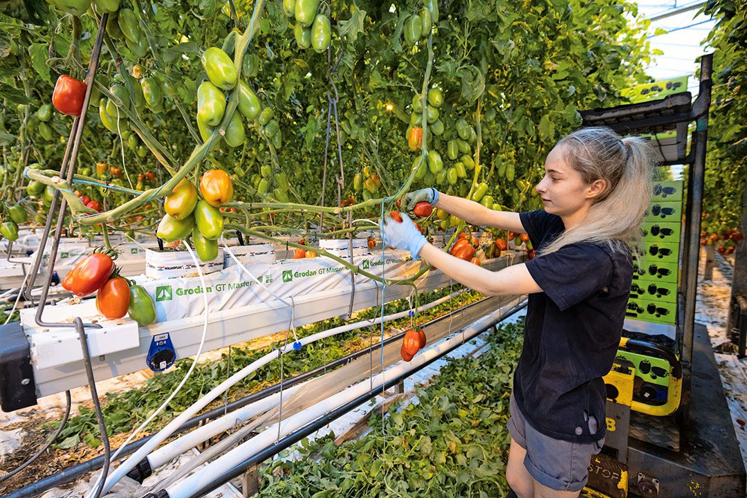 Vegetatieve groei bij Portento is in het begin beperkt, mede vanwege kans op holle vruchten.