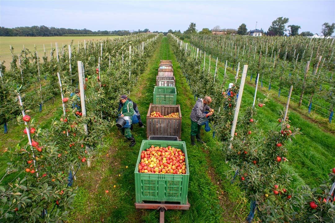 Het ras Elstar zou in Zuid-Duitsland geen toekomst meer hebben door de hoge temperaturen voor en tijdens de oogst. - Foto: ANP