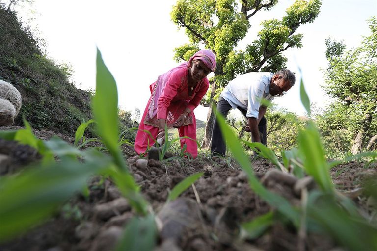 Boeren in India. Volgens de OESO belast India boeren door de prijzen kunstmatig te drukken. - Foto: ANP