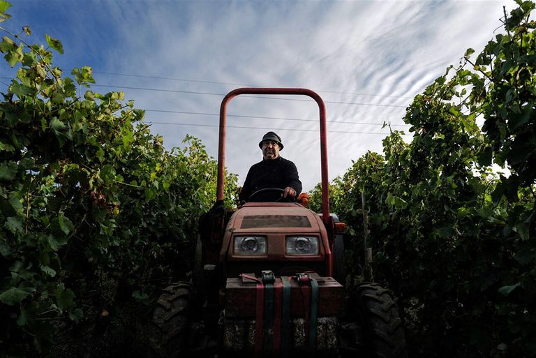 Franse wijnboer aan het werk in Seyssuel. Bij plantaardige producenten zoals wijnboeren is de krimp met 9% nog relatief klein. - Foto: ANP