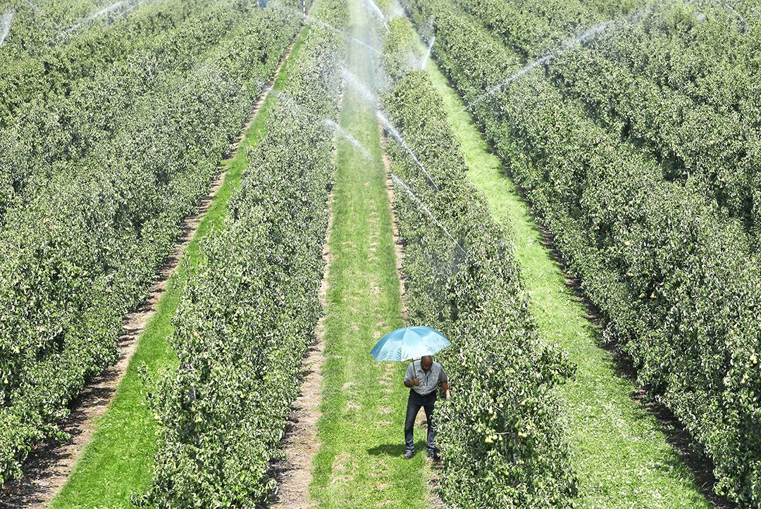 Beregenen peren tegen zonnebrand in het Gelderse Echteld. - Foto VidiPhoto