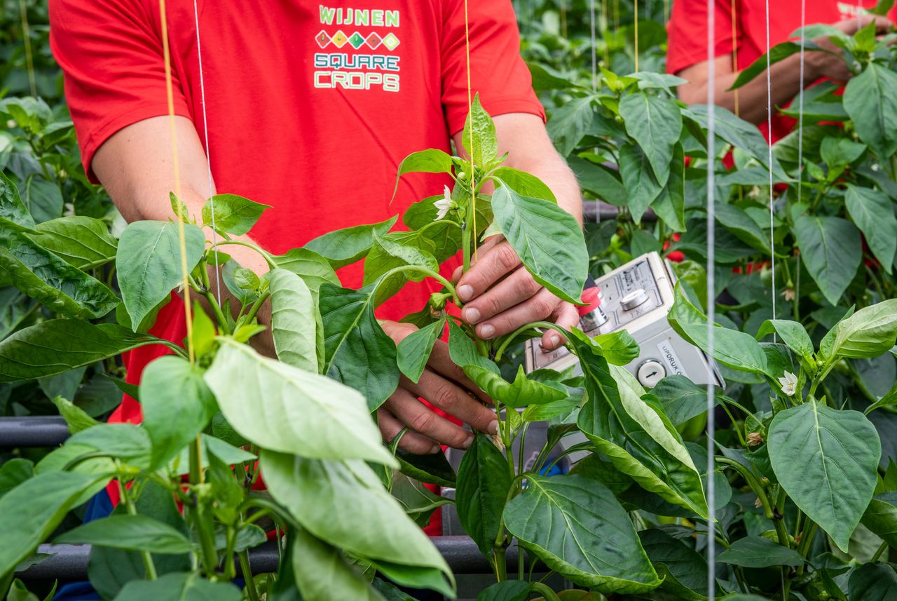 Square Crops Grubbenvorst en Egchel. Foto: Stefan Koopmans Photography