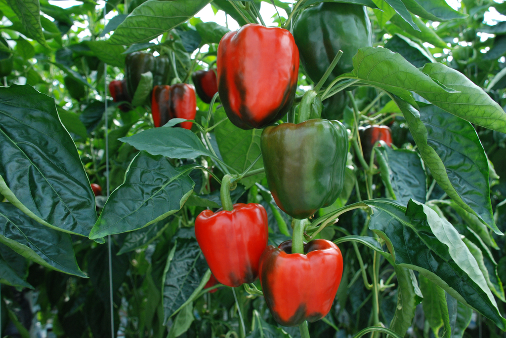 Veilingupdate 10 juni: opleving rode paprika