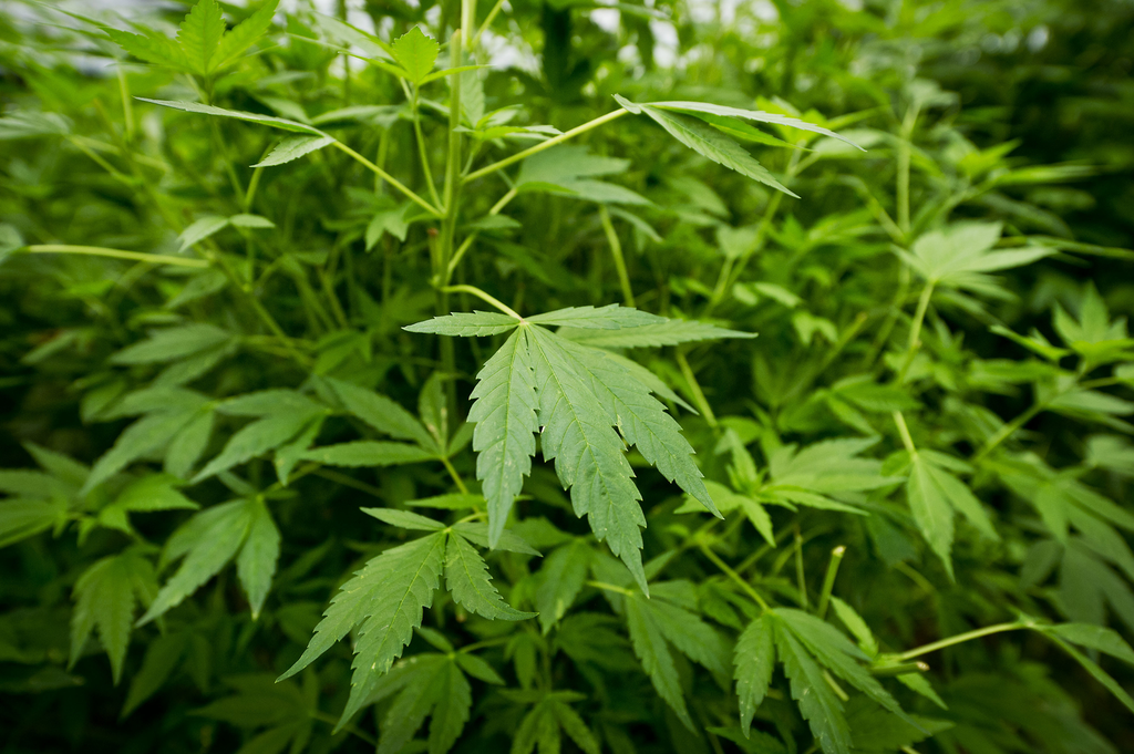 Als de nederwietketen gelegaliseerd wordt kan cannabis zomaar in de top 4 van glasproducten komen. foto: ANP
