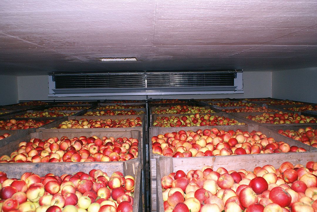 Hete zomers leiden tot forse kwaliteitsdaling industriefruit aan het einde van het seizoen. Foto: Misset.