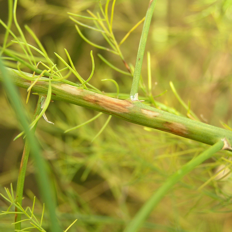 Stemphylium grootste loofverdelger in Duitsland