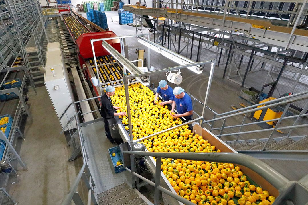 Archieffoto paprika sorteren. Staat los van deze zaak. - Foto: Bert Jansen