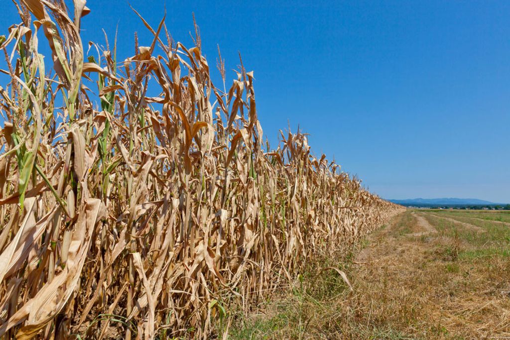 Onder andere door droogte is volgens de rapporteurs van Race to Zero al € 108 miljard aan gewassen en vee verloren gegaan. - Foto: Canva/bravo1954