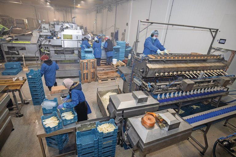 De reststroom die bij het sorteren van asperges ontstaat, is een interessante bron als input voor de industrie. Foto: Peter Roek