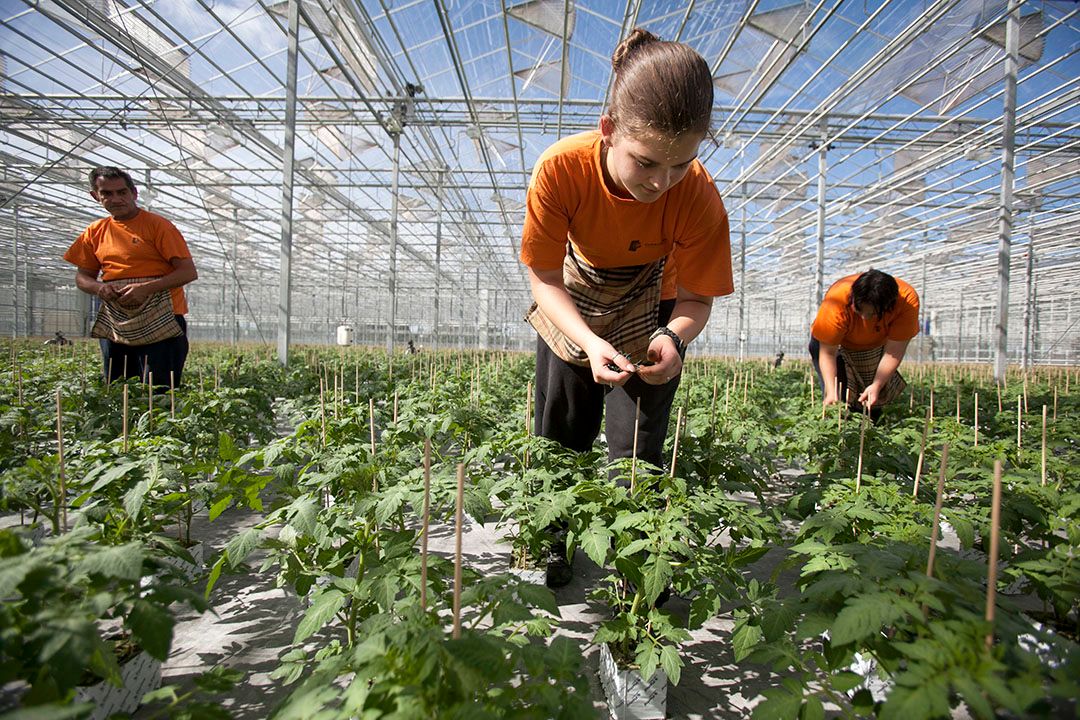 Archiefbeeld tomatenplanten. - Foto: Roel Dijkstra