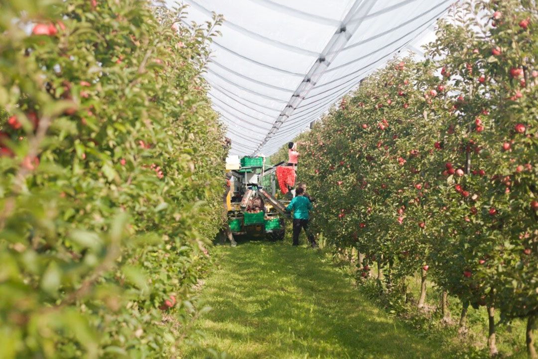 De fruitdivisie van Baywa, Global Produce, ziet een lastige fruitmarkt. - Foto: Global Produce