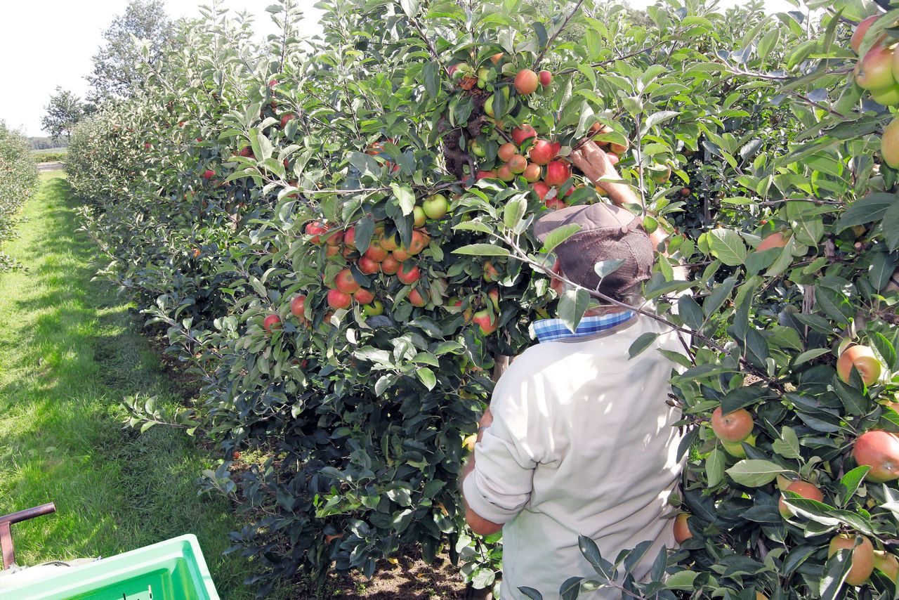 Grootste daling appelareaal bij Elstar. Foto: Bert Jansen