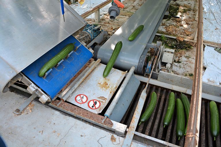 Prijzen komkommer hoog in Duitse winkels bij overgang seizoen. - Foto: Peter Visser