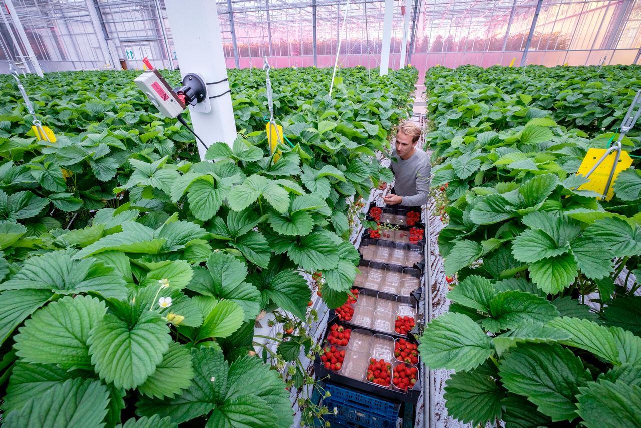 Schermen voor optimaal duurzame aardbeienteelt