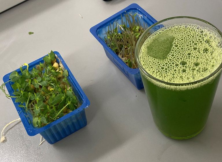 Voor het onderzoek zijn cressen (rechts Brocco Cress en links placebo Affilla Cress) geknipt en verwerkt. Foto: Hidde van Steenwijk