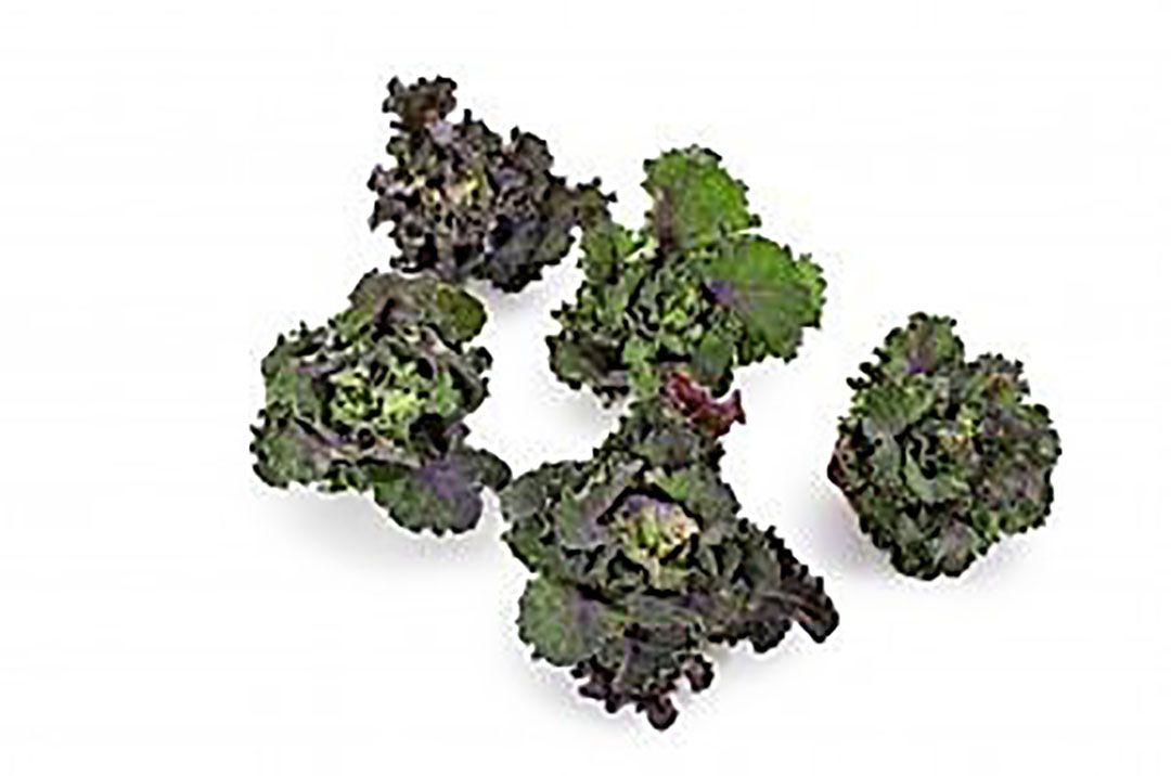 Kalettes - oftewel boerenkoolspruitjes - vallen onder de Dutch Specials. - Foto: Dutch Specials