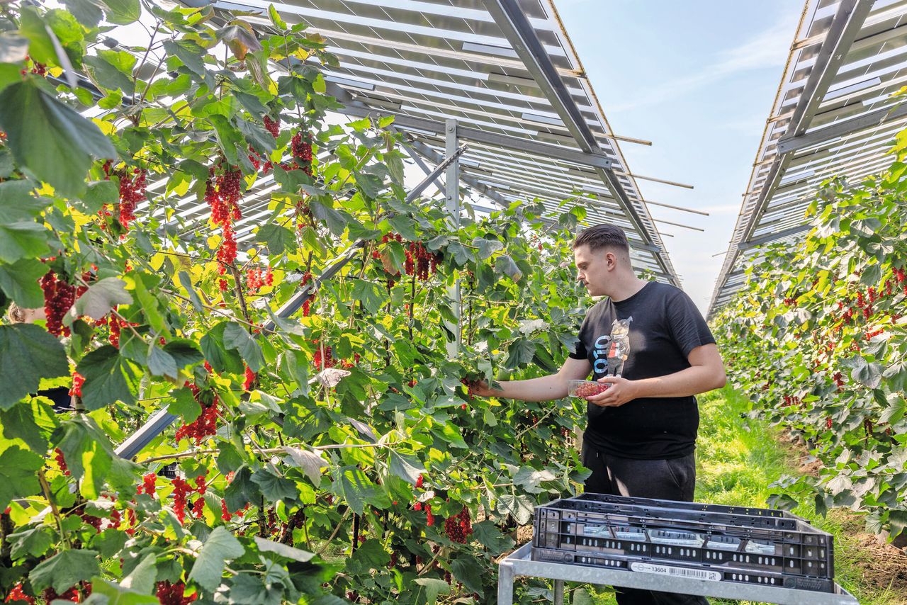 Onder zonnepanelen neemt de schimmeldruk af, waardoor teler Rini Kusters minder middelen hoeft te gebruiken. Foto: Herbert Wiggerman