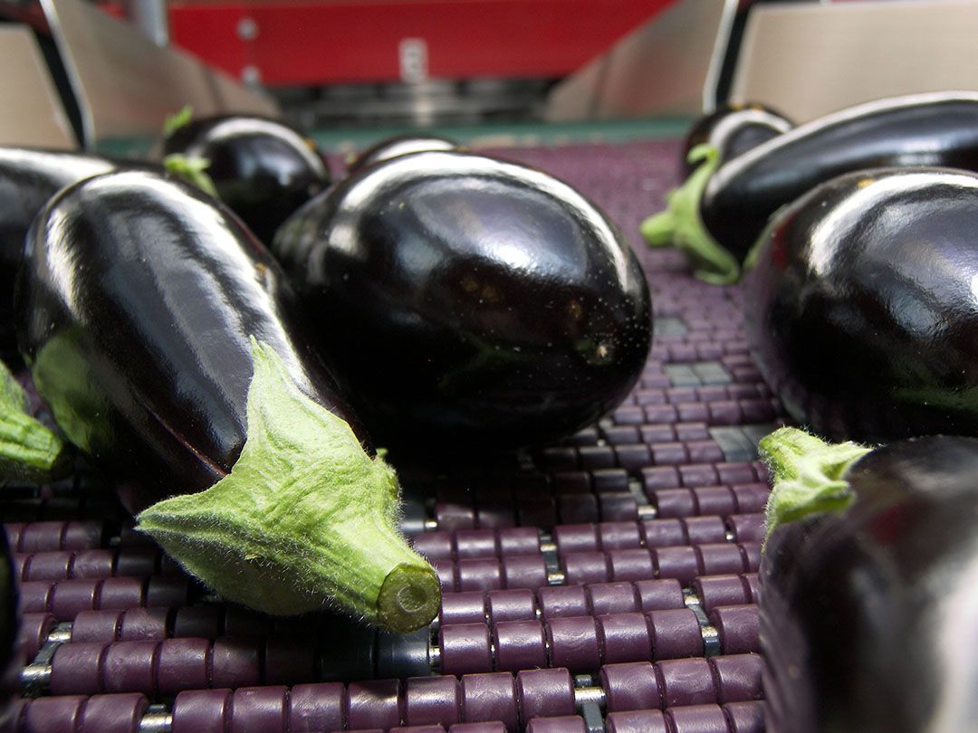 Aubergineprijzen liggen op hoog niveau in huidige markt. Foto: Gerard Boonekamp.