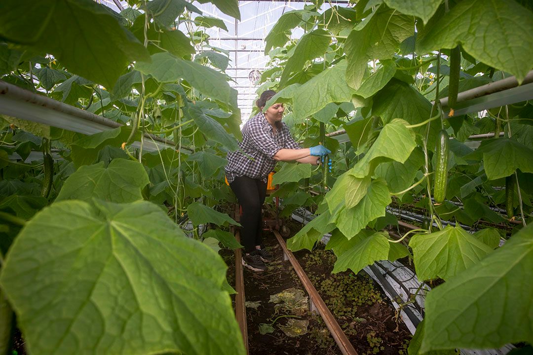 Werknemer oogst komkommers. - Foto: Roel Dijkstra