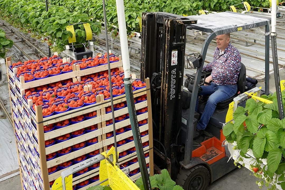 Richard Kalter in zijn element als teeltman in zijn aardbeienkas. - Foto: Ruud Ploeg