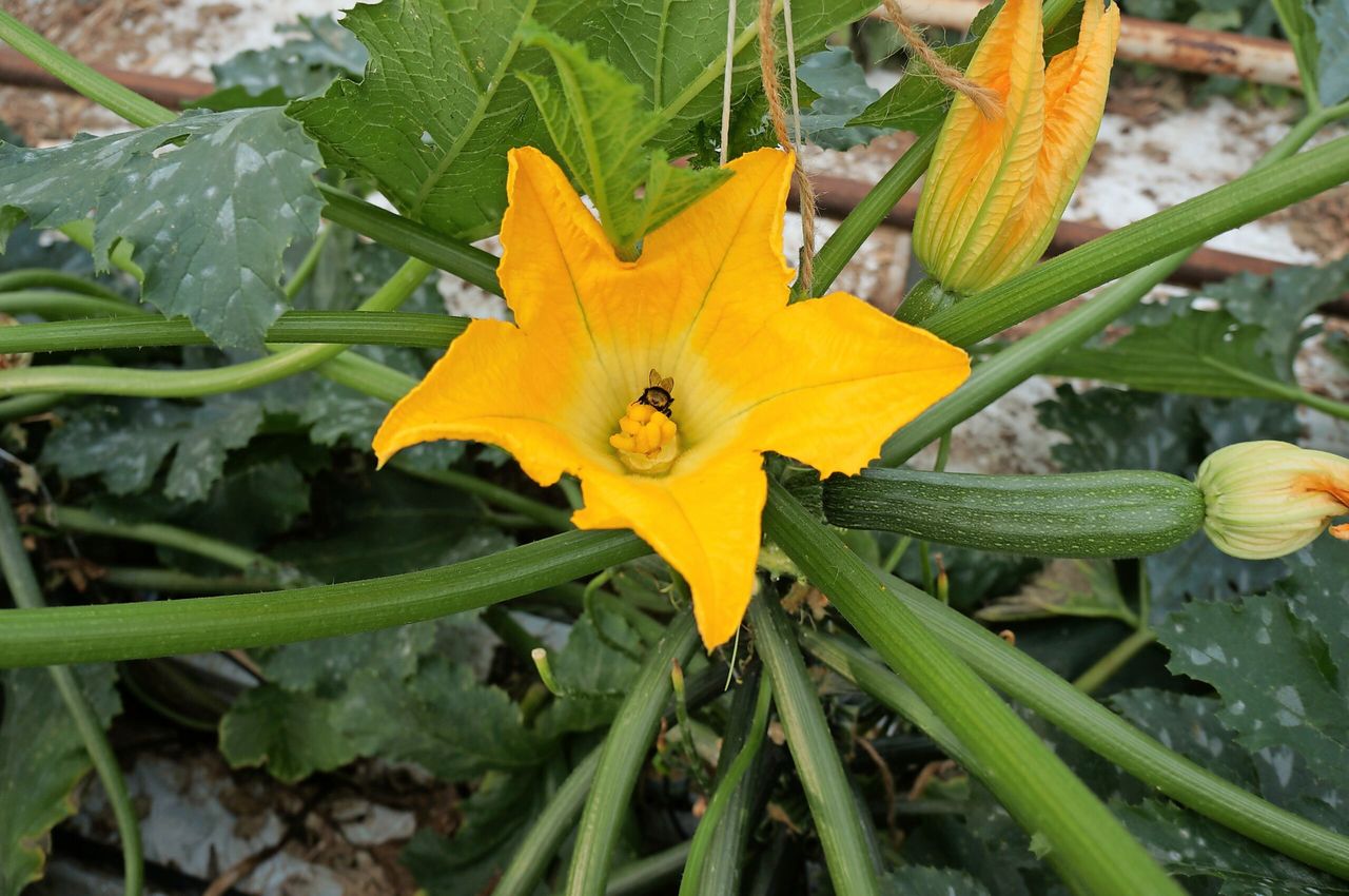 Hitte is slijtageslag voor courgetteplant