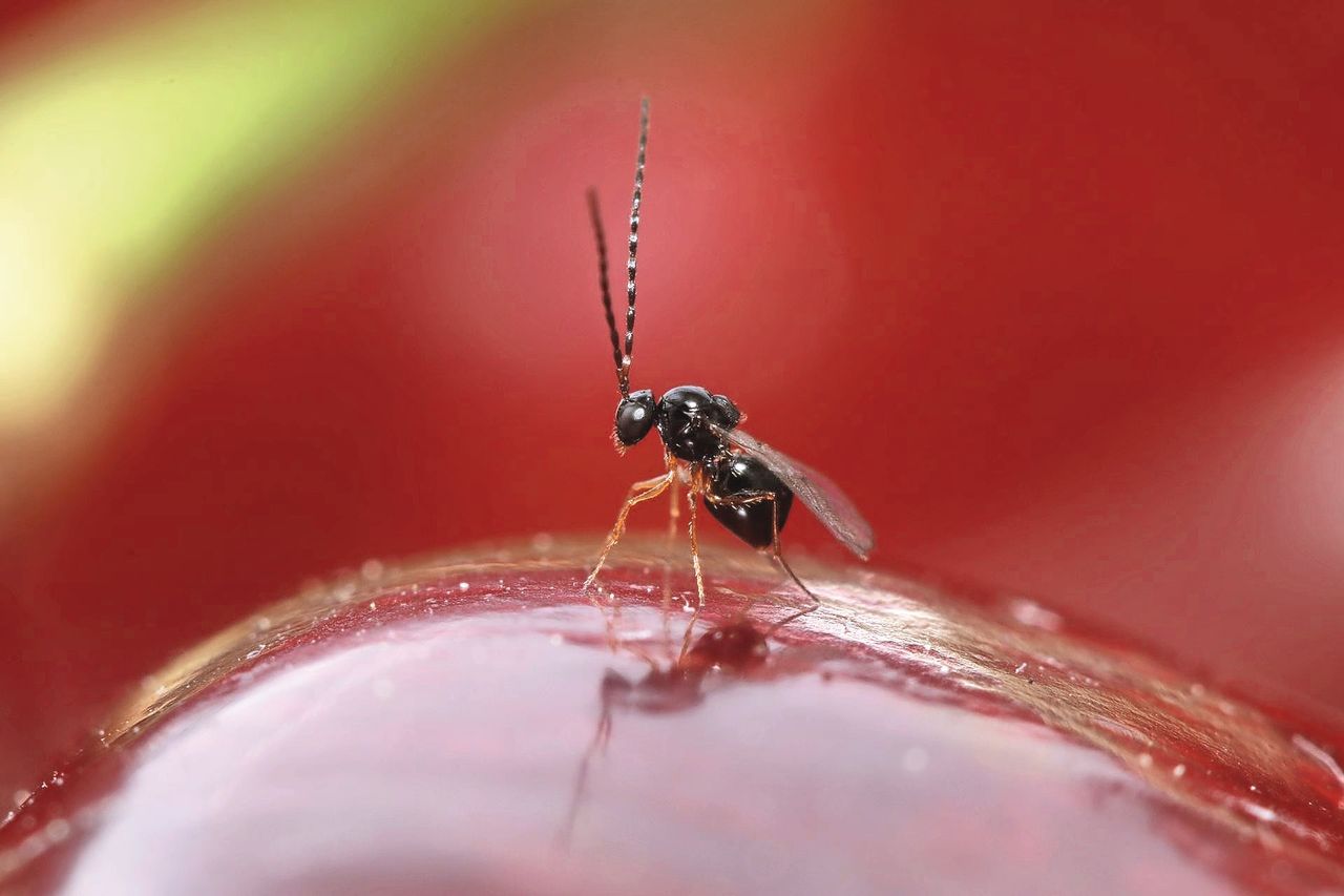 De Aziatische sluipwesp Ganaspis kimorum in actie. Foto: Herman Helsen