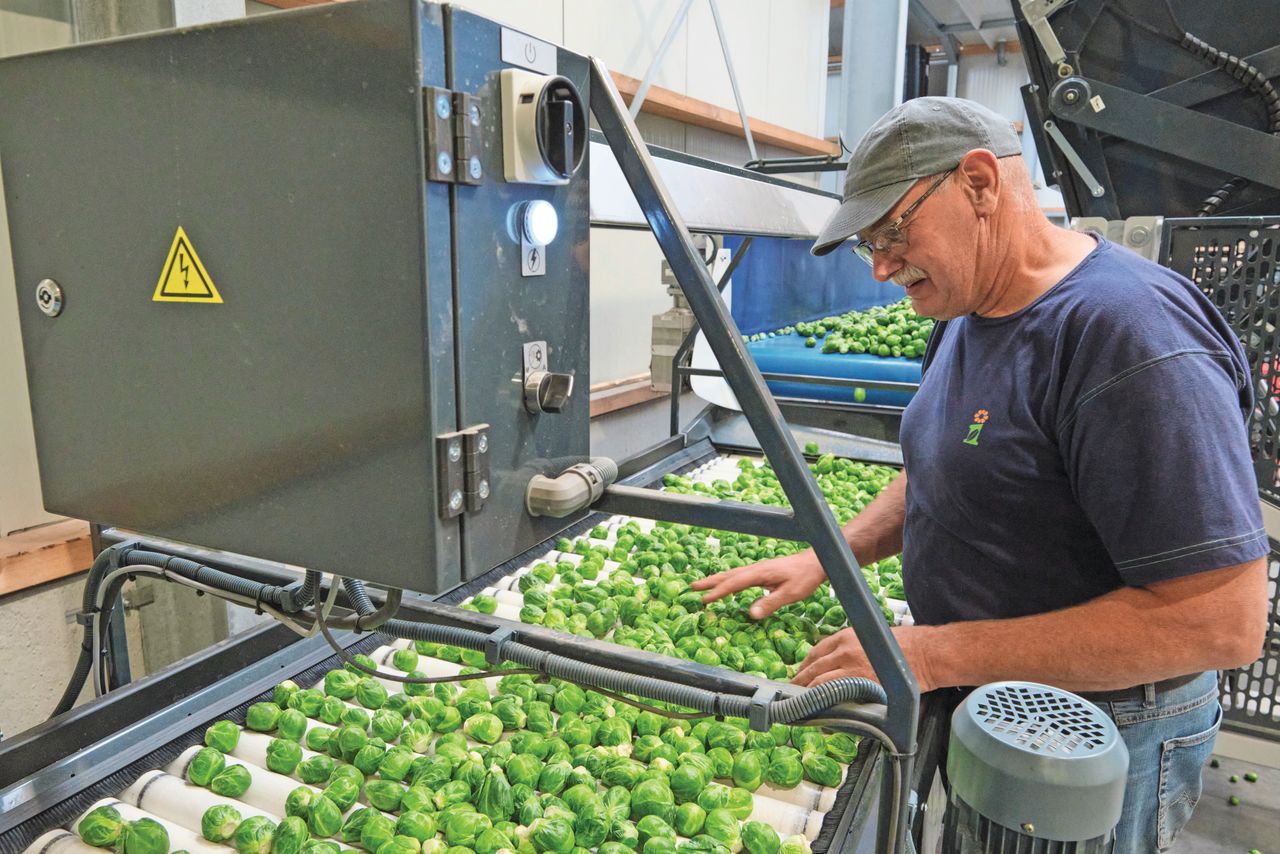 André Noordhoek is tevreden over de kwaliteit van de spruiten, maar kan ze nog niet genoeg kwijt. Foto: Fred Libochant Fotografie