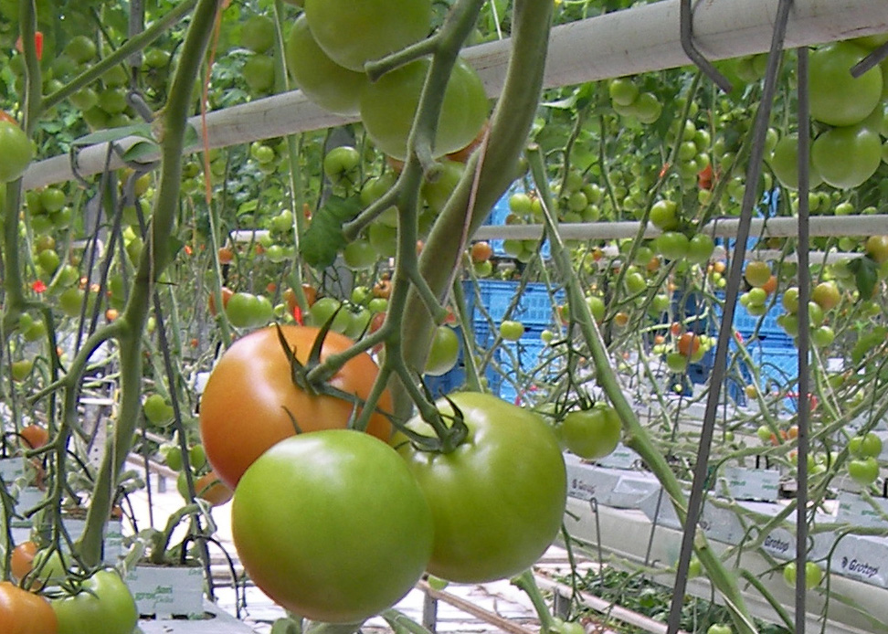 &apos;Voorsprong in tomatenproductie zijn we kwijt geraakt&apos;