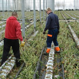 Tuinders betrekken in voedselagenda