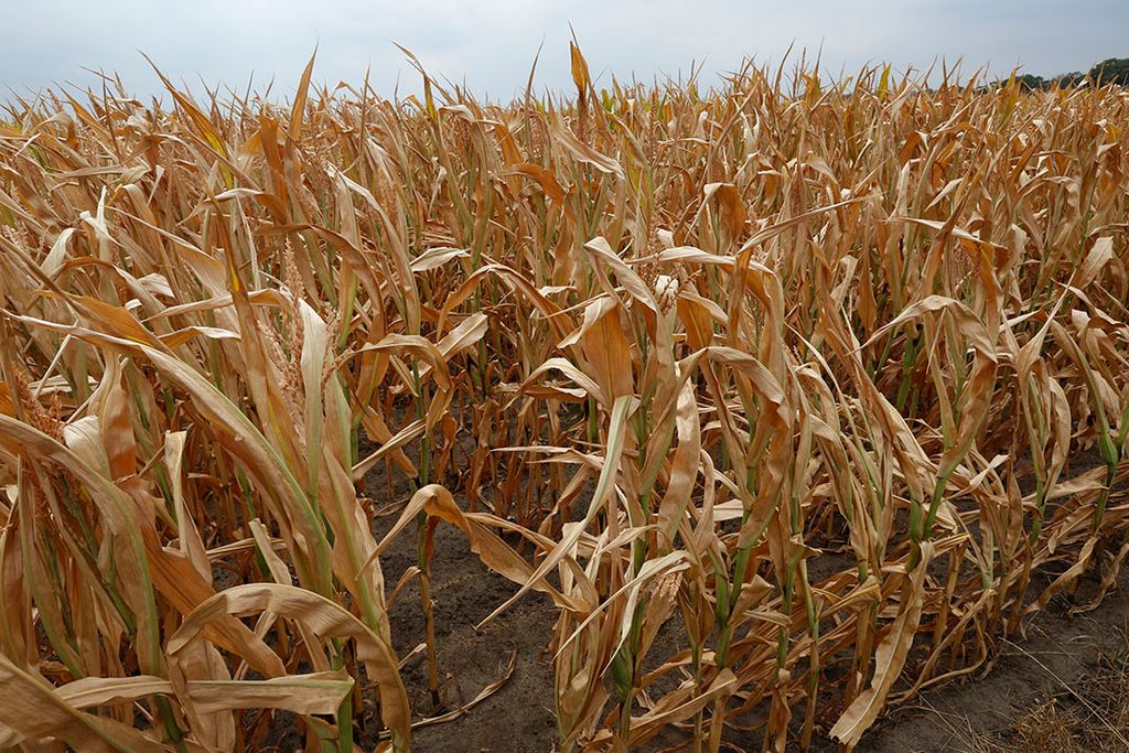 Verdroogde mais in 2018. Ook dit jaar is er sprake van extreme droogte. - Foto: Henk Riswick