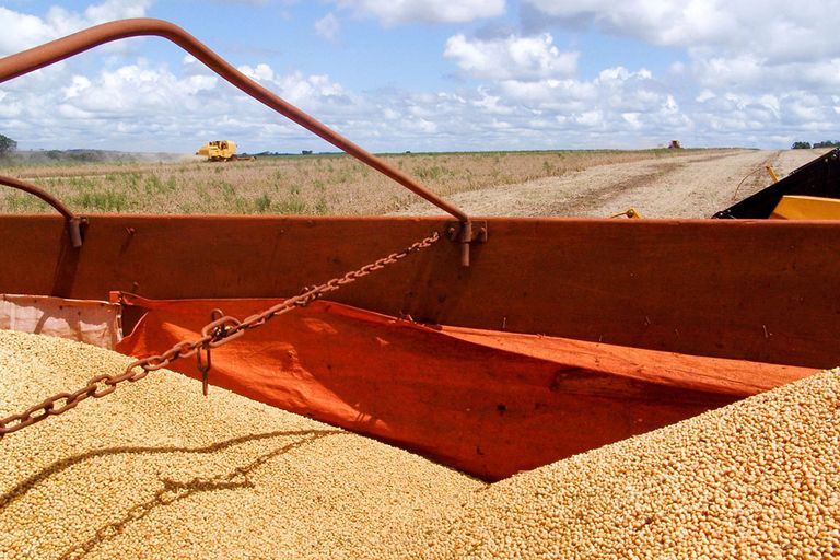 Voor soja is de productieprognose 135,5 miljoen ton, bijna 11 miljoen ton meer dan de vorige oogst. - Foto: Canva