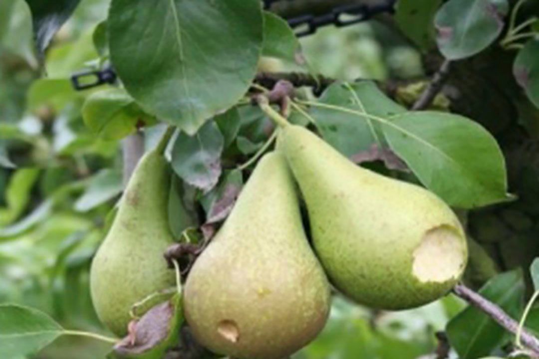Foto: Overheul Agro